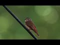 ferruginous flycatcher looks about furtively