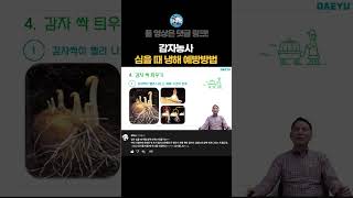 추운 겨울 감자 심는 방법, 냉해 예방방법 알려드립니다 #shorts #쇼츠