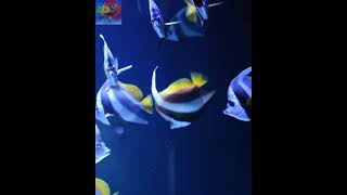 Longfin bannerfish aquarium🐳🐠🐟🐋🐬