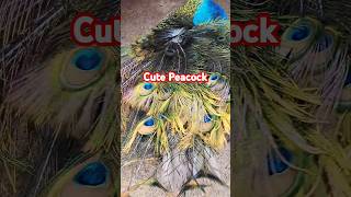 សម្រស់សត្វក្ងោក។ #peacock #videoshort #youtubeshorts #birds #cute #love #like #lovely #beautiful