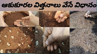 sowing leafy vegetable seeds for summer/వేసవి కోసం ఆకుకూరలు