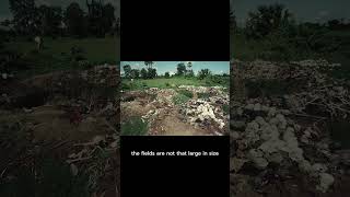Mass Killing Field in Cambodia - Khmer Rouge Genocide #khmerrouge #genocide #shorts
