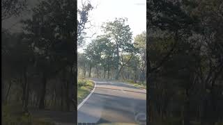 കാട്ടിലൂടെ ഒരു യാത്ര | Muthanga Forest Road #elephant #muthanga #forest #shortsviral #travel