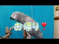 ヨウムの く～ちゃん🌈お喋りヨウムの く〜ちゃん❤️youtube動画に初投稿❣️チャンネル登録して頂けましたら嬉しいです🕊🌈