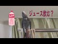 おとーこぉ～♪おととっこ～♪ヨウムのるいちゃん