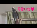 おとーこぉ～♪おととっこ～♪ヨウムのるいちゃん