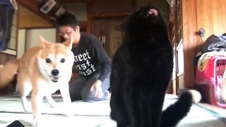 遊びたくて仕方ない柴犬、遊ばないけどいつも近くにいる猫 Playful shibainu