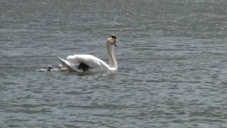 Zwanen met jongen op de Waal