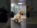 meet leo the adorable new puppy who had his first grooming session