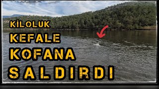 Azman istavrit Avı Dev Kofana Kefale Saldırdı #kofanasaldırıanı #kofanaavı #bluefishhardattack