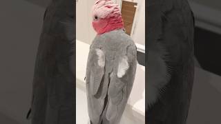 オウムの羽に羽が生えるとこうなる‥w【モモイロインコ】 #shorts