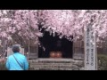 ヤエベニ　しだれ桜 大同寺