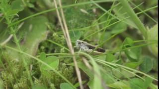 Grasshopper slow motion 250fps Sony RX10 II