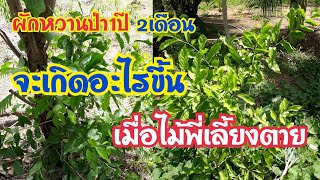 ผักหวานป่าใบเหลืองเมื่อไม้พี่เลี้ยงตาย |#ผักหวานป่า1ปี2เดือน Ep.58