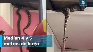 Serpientes causan pánico en una casa; rompen el techo mientras se apareaban