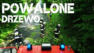 Powalone Drzewo