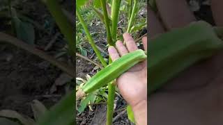 Okra#tanam sendiri petik hasilnya