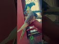 SINGING COCKATIEL COCKTAIL