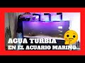 Agua turbia en el acuario marino. Cómo solucionarlo 🐠