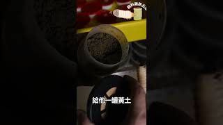 飼料雞跑出來怎麼辦?!黑錨角花金龜幼蟲暴走Fornasinius fornasinic【深夜酷力講-第19】