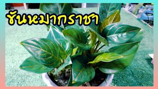 Aglaonema Pho Mongkhon and lucky plant