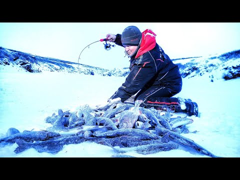 ВОТ ПОПАЛИ! КАНЬОН КИШАЩИЙ РЫБОЙ! Рыбалка в арктической тундре.