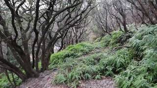 巻向山　⑬　恩山寺山展望台〜恩山寺本堂まで　2024/12/30(月)