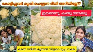 A to Z of Cauliflower cultivation || planting to harvesting with subtitles || organic farming @home