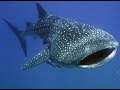 Facts: The Whale Shark