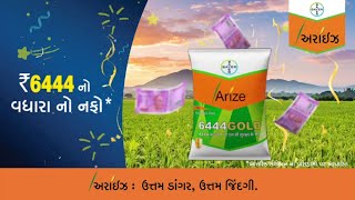 Arize 6444 Gold: Best Hybrid Paddy for Rice Farming in India - Gujarati Guide | Bayer