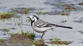 The Pied Wagtail: Close Up HD Footage (Motacilla alba) #birds #birdslover #wildlife