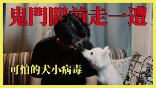 【狐狸犬 DOBBY】鬼門關前走一遭，來說說DOBBY的故事。