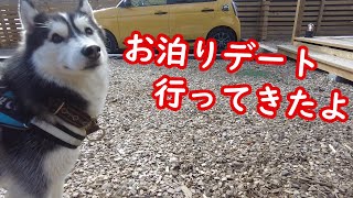 【お泊まり】初グランピングで嬉しさ爆発のハスキー犬