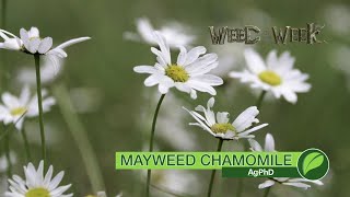 Weed of the Week #1071 Mayweed Chamomile (Air Date 10-14-18)