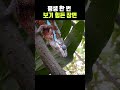 평생 한 번 보기 힘든 카멜레온 먹방 amazing chameleon mukbang eating show