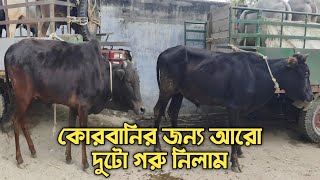 কুরবানীর ঈদকে টার্গেট করে আবারো দুটো শুকনো গরু কিনে আনলাম।