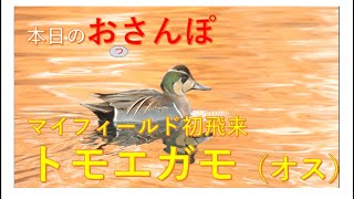 井の頭恩賜公園初飛来・トモエガモ（オス）・本日のおっさんぽ