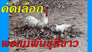 คัดเลือกคู่พ่อแม่พันธุ์ไก่ต่อหูขาว สีขาวล้วน ทรงสวย Jungle fowl breeder: chicken