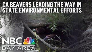 California beavers leading the way in state environmental efforts