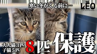 寒い冬が来る前に８匹の猫を保護しました