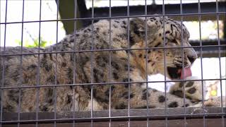 賢いユキヒョウのシジムです（円山動物園　ユキヒョウのシジム）#snowleopard #leopard #bigcat #絶滅危惧種