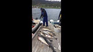 Norra kalatripp Alta 2017 ! Fishing in Norway Alta fjord 2017