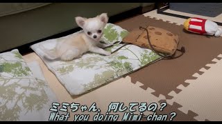 【ロングコートチワワ】戻ってきたら、子犬に占領されていました。【Chihuahua】Once came back, it was occupied by Puppy..