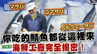 【精華版】海鮮工廠全揭密！一夜干製作過程大公開