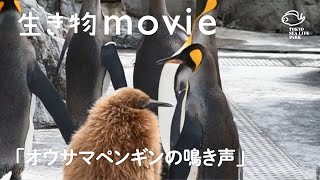 オウサマペンギンの鳴き声―成鳥とヒナをくらべてみた／生き物movie