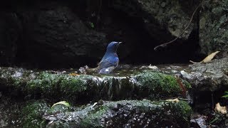 山中湖 大洞の泉のオオルリ（雄）の水浴び　その５８（4K60P動画）