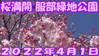 青空に満開の桜が映える服部緑地　大阪府豊中市　２０２２年４月１日（金）