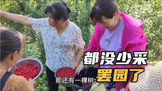 司令变成妇女队长了！大姑吆喝着卖樱桃；黄瓜香明年就要退休了，54岁生日悄悄过