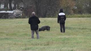 Loki von Lieblingen (6 Jahre) IGP3 Abteilung A mit 91 Punkten