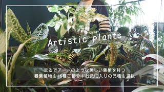 まるでアートのような美しい葉柄を持つ観葉植物を16種ご紹介｜お気に入りの品種を選抜